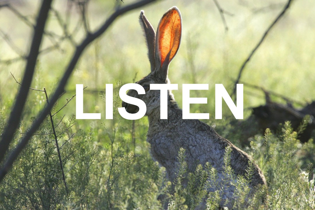 LISTEN
